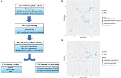 Identification of Novel Key Molecular Signatures in the Pathogenesis of Experimental Diabetic Kidney Disease